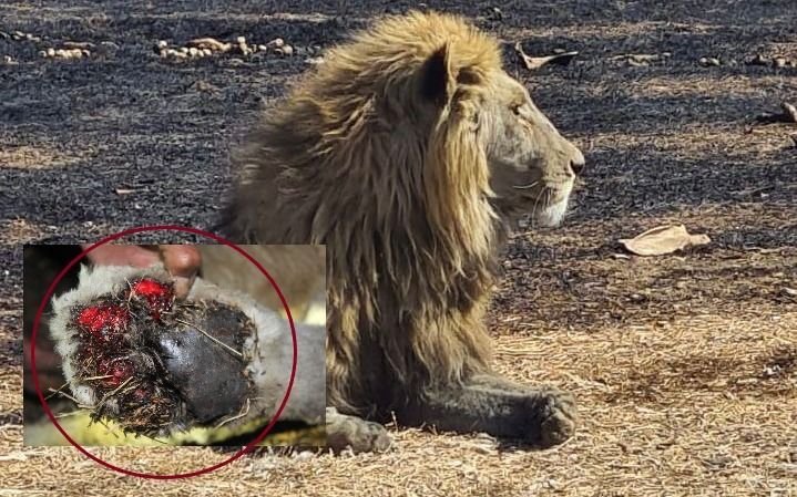 Imágenes sensibles.- 30 leones fueron sacrificados luego de que los dejen sin agua ni comida