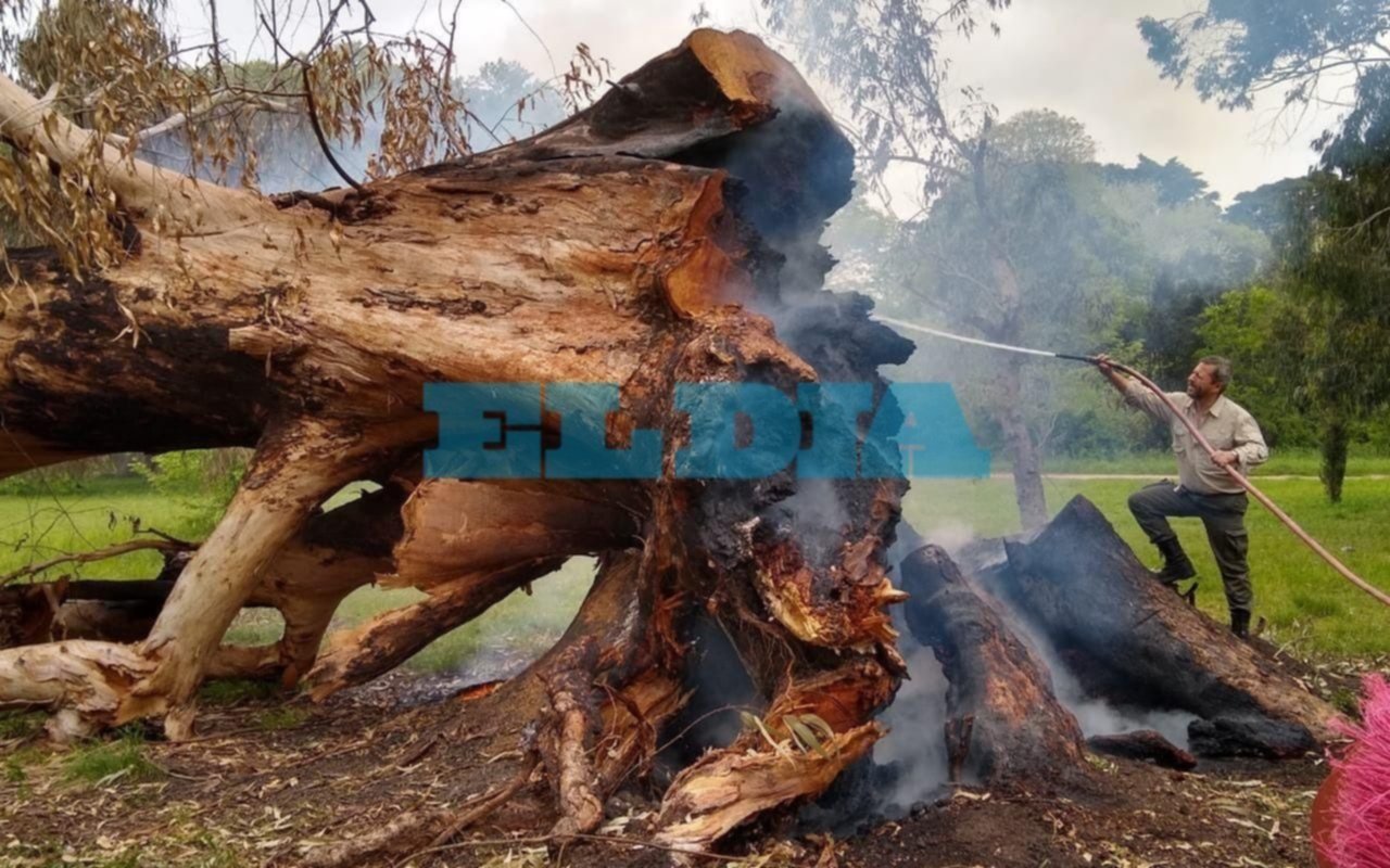 Tristeza en el Parque Pereyra por reiterados incendios intencionales