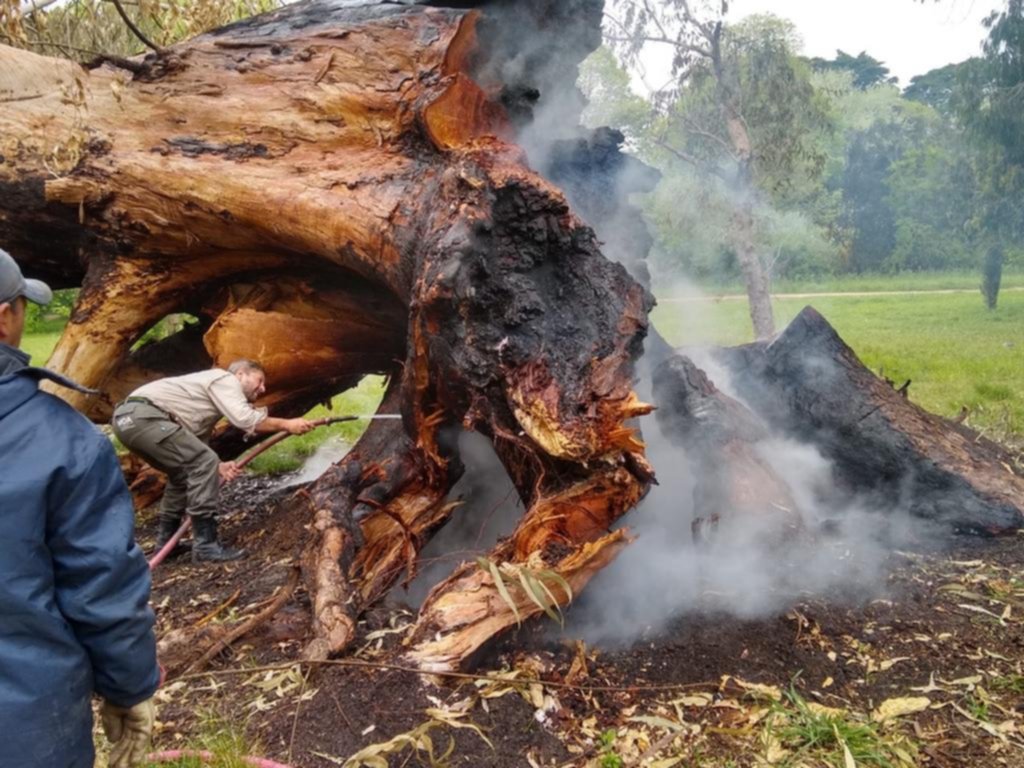 Otro ataque al patrimonio forestal del Parque Pereyra