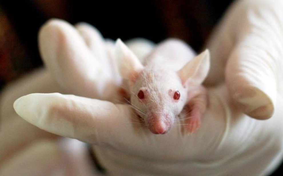 Demuestran un método de vacunación en ratones que podría prevenir futuros brotes de coronavirus