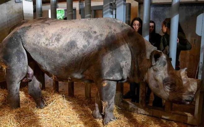 Conmociona la muerte de Toby, el rinoceronte blanco más viejo del mundo: será embalsamado