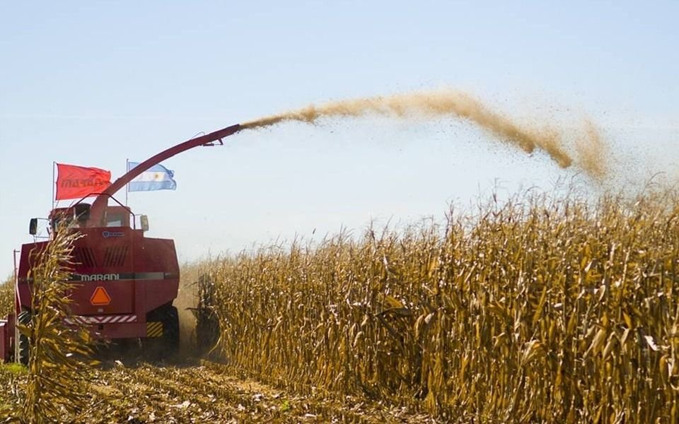 Limitaciones a exportaciones de maíz: advierten que los productores podrían perder USD 1.100 millones al año