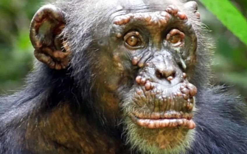 Confirman los primeros casos de lepra en chimpancés salvajes