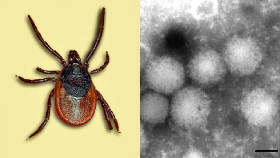 Nuevo virus de las garrapatas: la naturaleza aún está inventando formas de meterse con los humanos