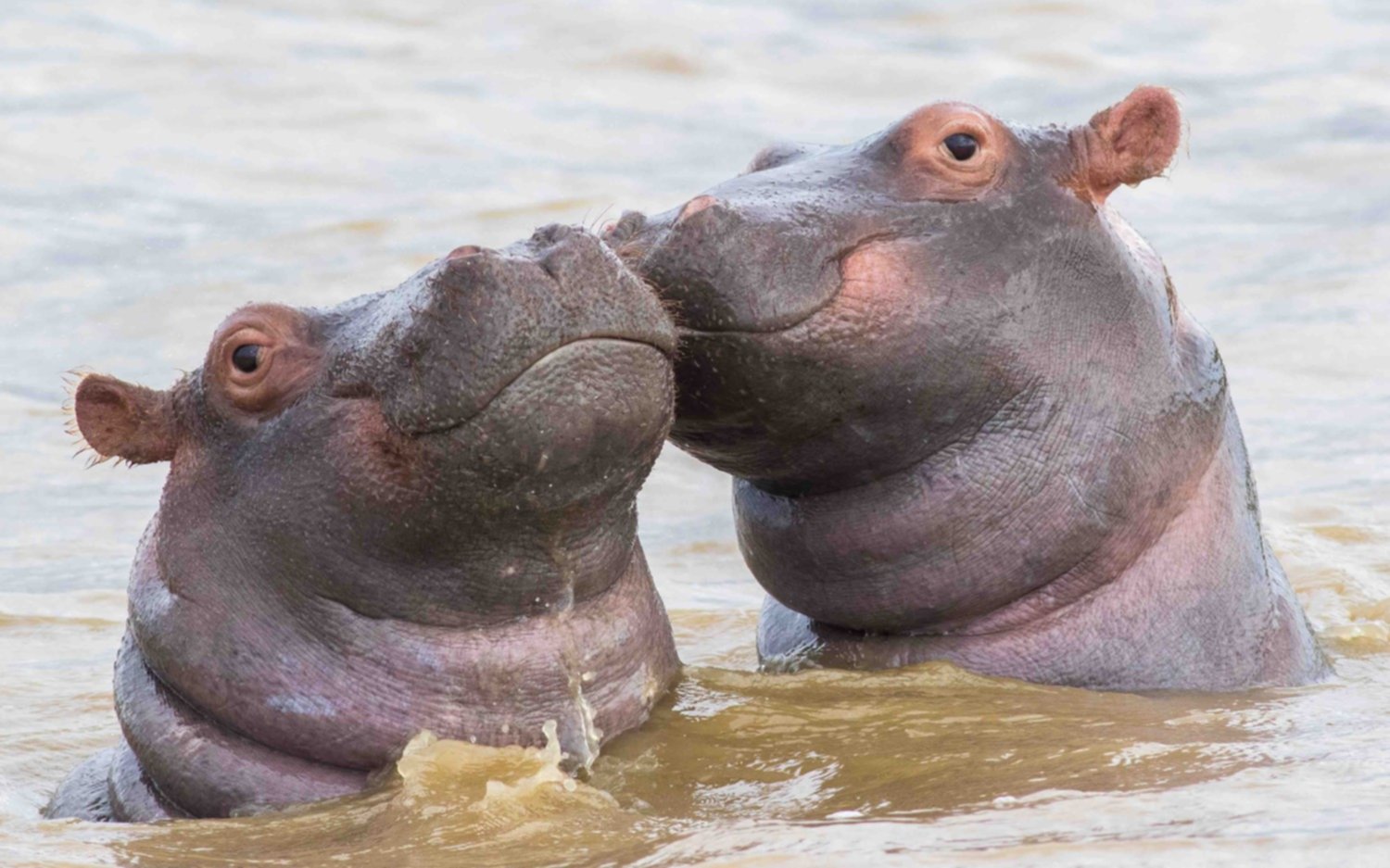 Dictamen de la corte: Los hipopótamos de Pablo Escobar son legalmente personas