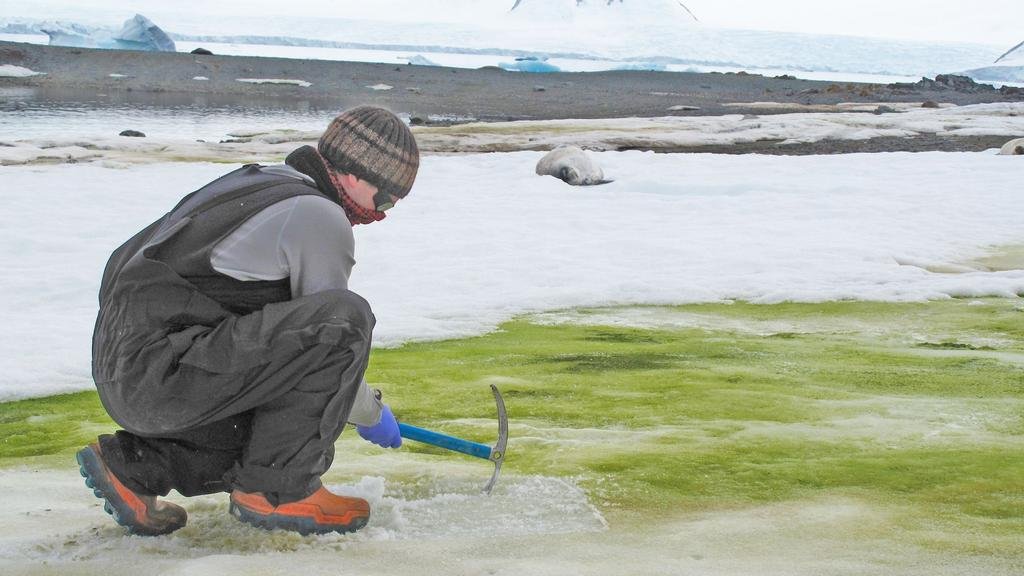 Antártida verde: el calentamiento global está cambiando el sur de la Tierra