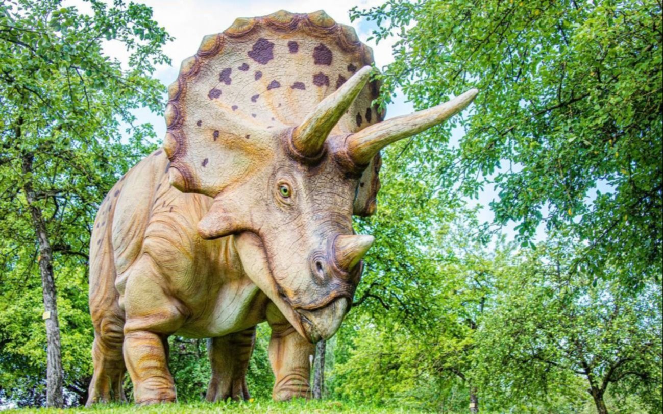 Triceratops con heridas de lucha: subastaron por más de 6 millones de euros restos del dinosaurio