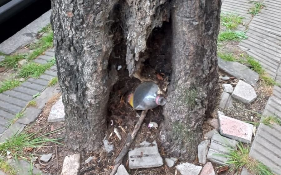 En pleno centro: alertan por árbol en mal estado a pasos de una escuela