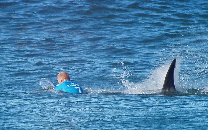 ¡Atentos, surfistas! Científicos aseguran que los tiburones tienden a confundirlos con focas y lobos marinos