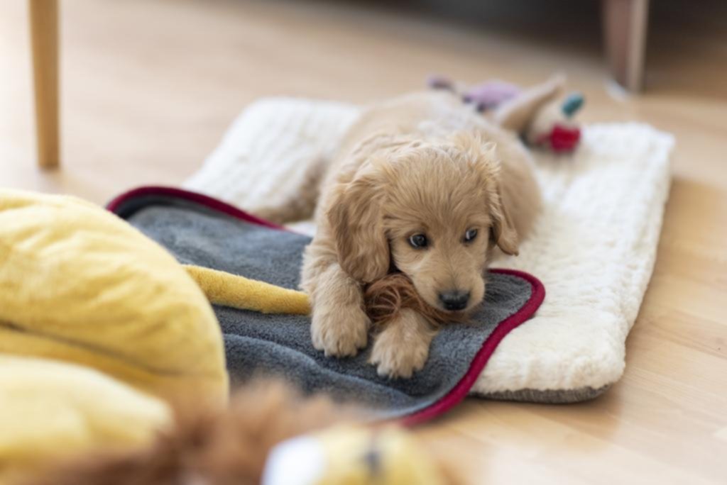 Nueva mascota: tips para que el cachorrito se sienta bien