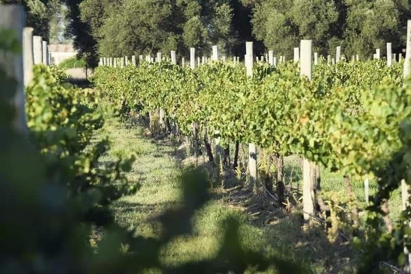 Tiene media sanción el proyecto de Ley “Vino Buenos Aires”