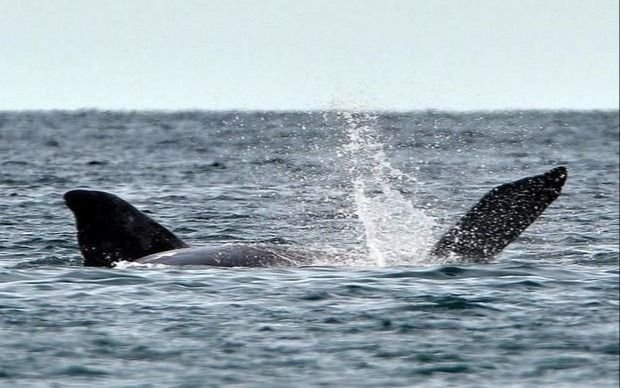 Ya son 13 las ballenas encontradas muertas en el Golfo Nuevo