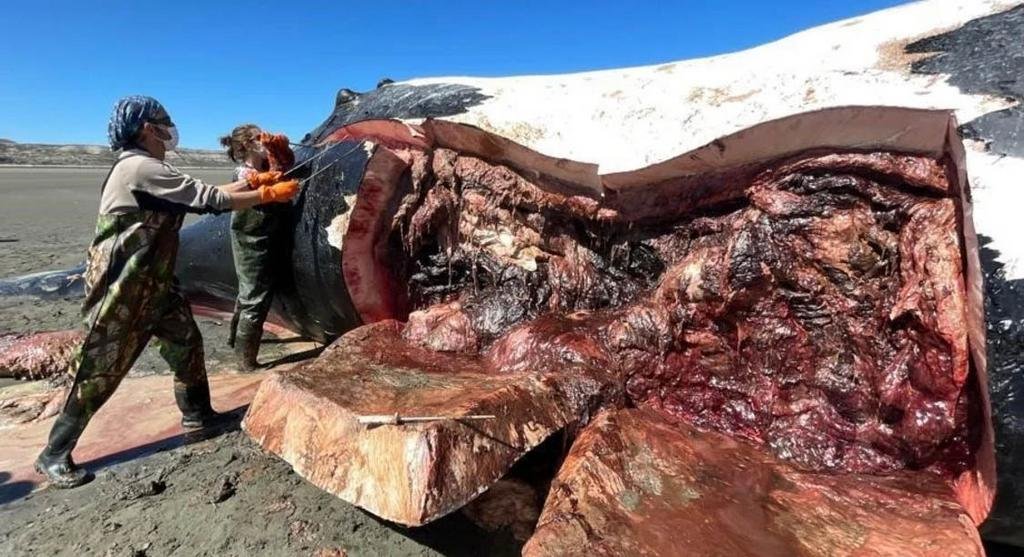 Ya suman 13 las ballenas muertas en Chubut y crece la preocupación