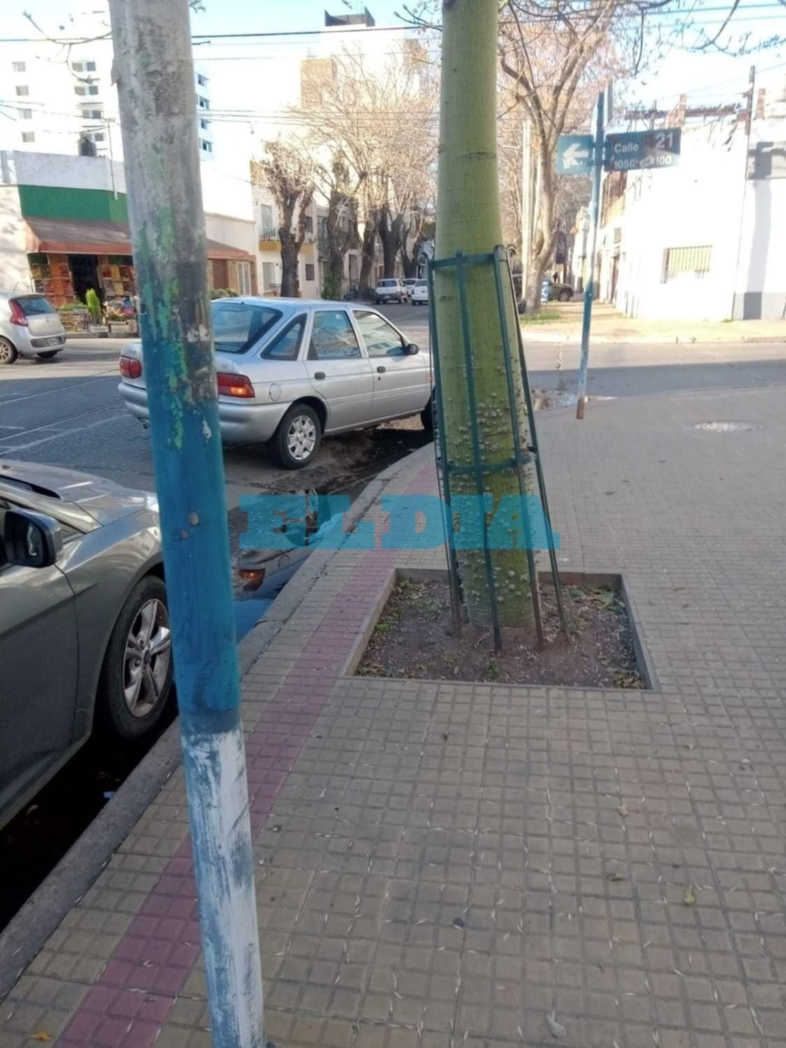 El árbol "enjaulado" que preocupa a los vecinos de un barrio de La Plata