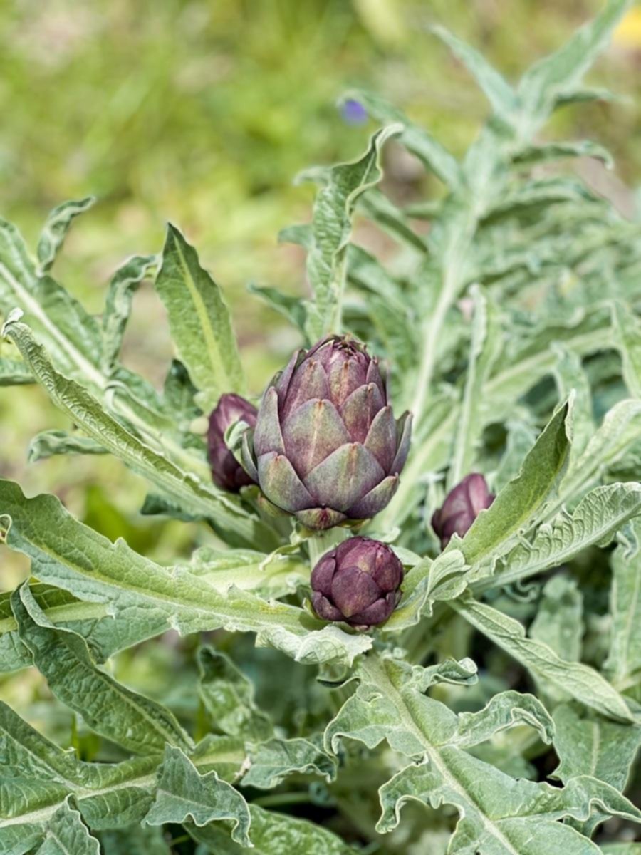 La primavera del alcaucil