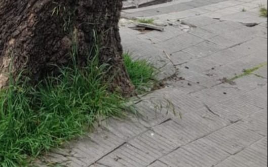 Un árbol, el causante del levantamiento de las veredas en un barrio platense