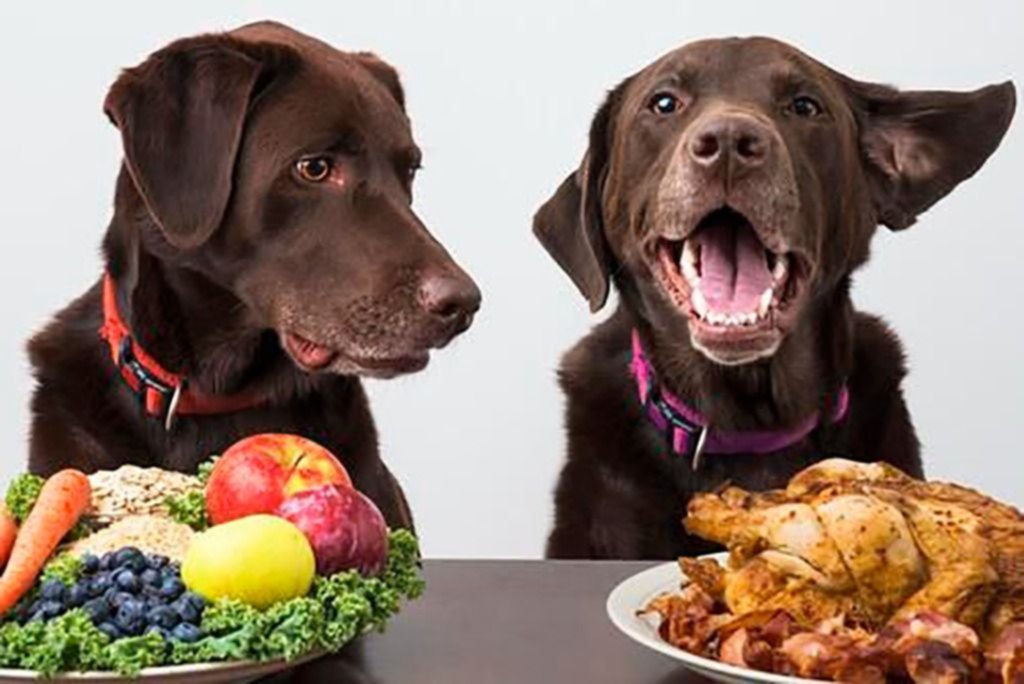 De la mesa a la cucha: alimentos vegetarianos para mascotas, ¿moda o disparate?