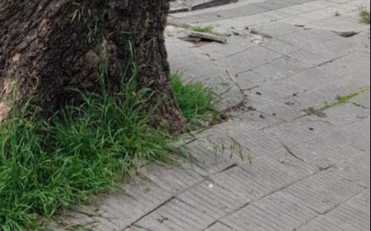 Un árbol rompe la vereda en una cuadra de La Loma