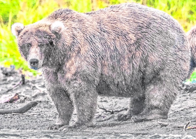 Los osos pardos de Alaska muestran sus curvas en un tradicional concurso