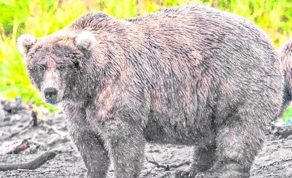 Alaskan brown bears show off their curves in traditional contest