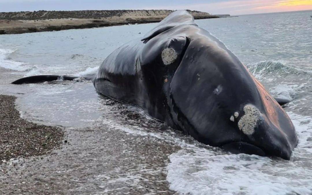 Encuentran tres nuevos cadáveres y ya son 18 las ballenas muertas en el Golfo Nuevo
