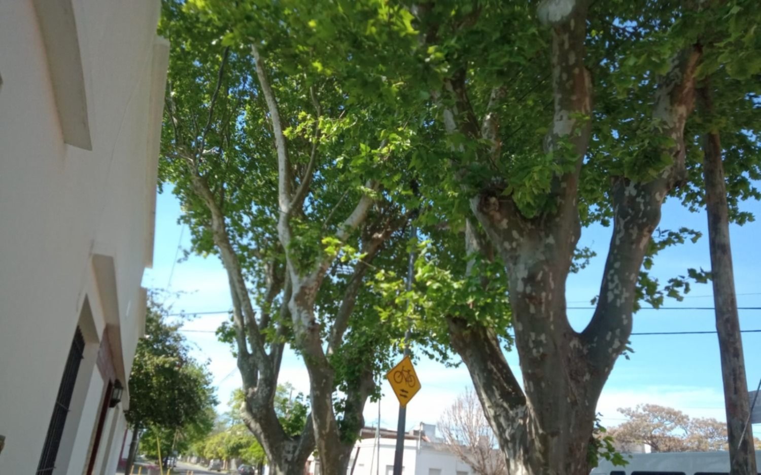 Vecinos reclaman la poda de un plátano “gigantesco”
