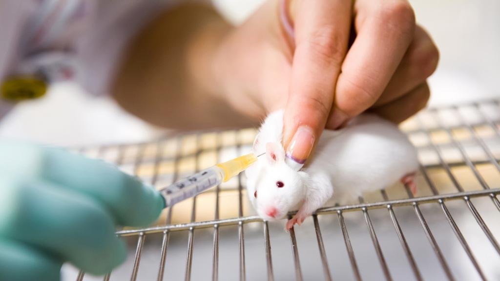 Implantan mini cerebros humanos en ratas bebés