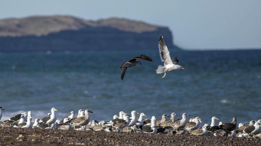 La vida silvestre, en peligro: las poblaciones de aves, mamíferos y peces cayeron un 69% en 48 años