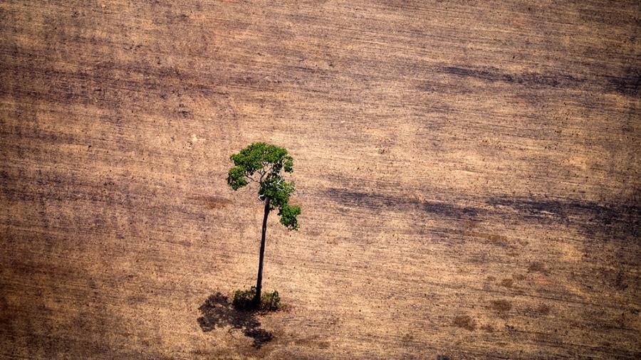Las plantas, víctimas de la reducción de especies en el planeta