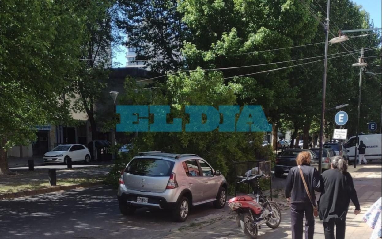El viento tiró un árbol gigante en el boulevard de Av. 60