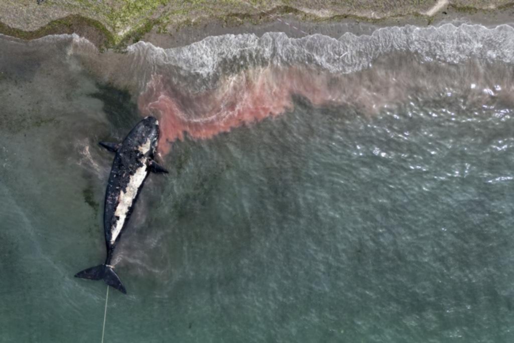Marea roja: sospechan que causó la muerte de las ballenas