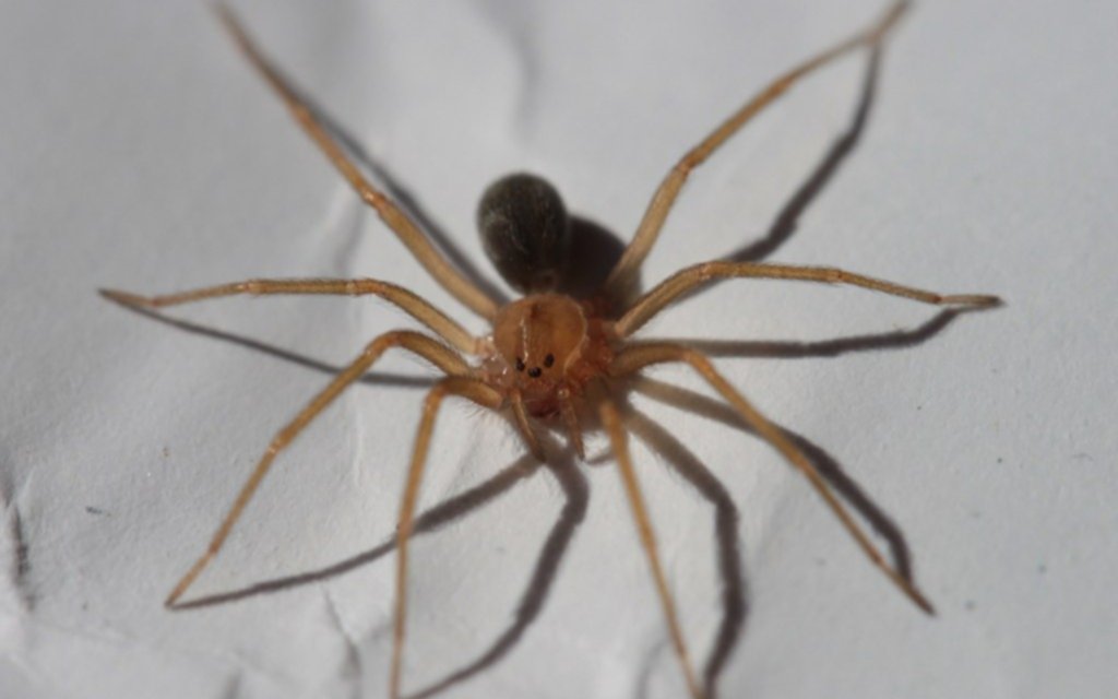 Conmoción en Lincoln: una nena de un año murió por la picadura de una "araña de rincón"