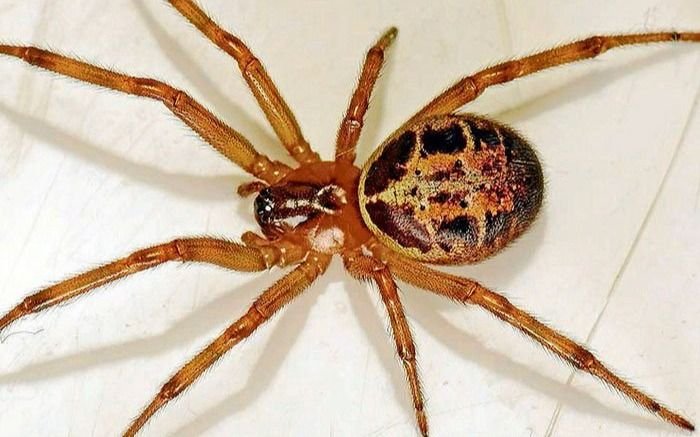 Consultas en La Plata y desesperación por la nenita que murió picada por una "araña del rincón" en Lincoln