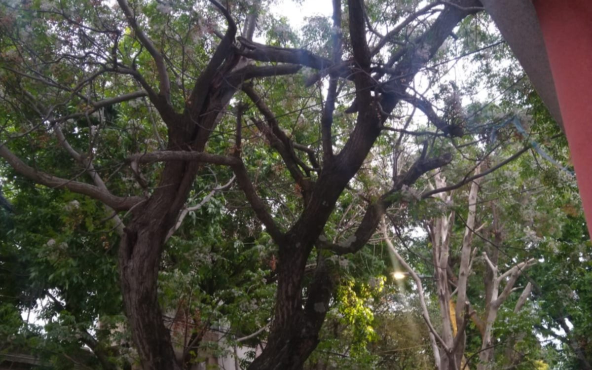 En pleno centro, parte de un árbol corre riesgo de caerse