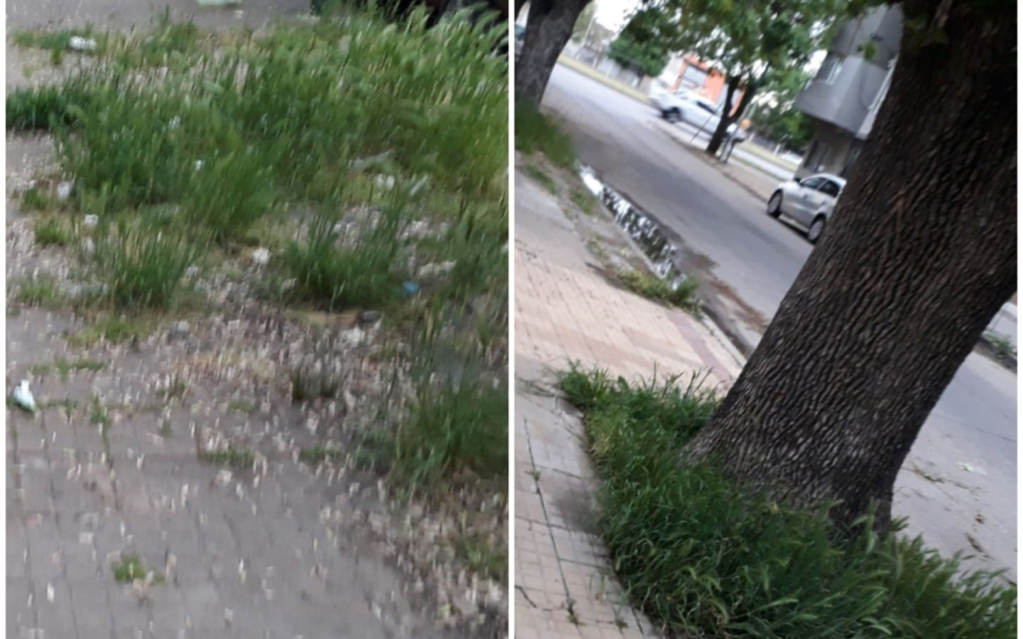 Villa Elvira: vecinos piden limpieza del municipio