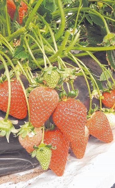 Frutillas, esas estrellas de primavera