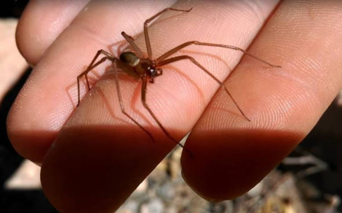 ¿Y si te pica una "araña de rincón"? Cómo proceder ante el temor por dos muertes recientes