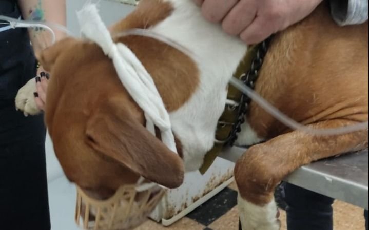 Indignación de vecinos de Berisso por la aparición de perritos envenenados