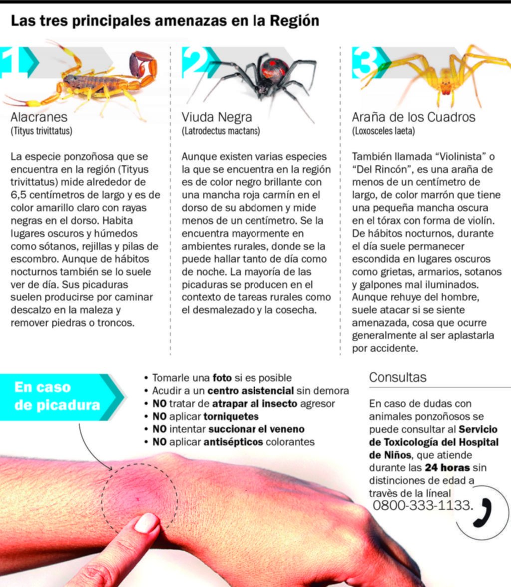 Insectos Peligrosos: Inicia La época En Que Hay Más Picaduras