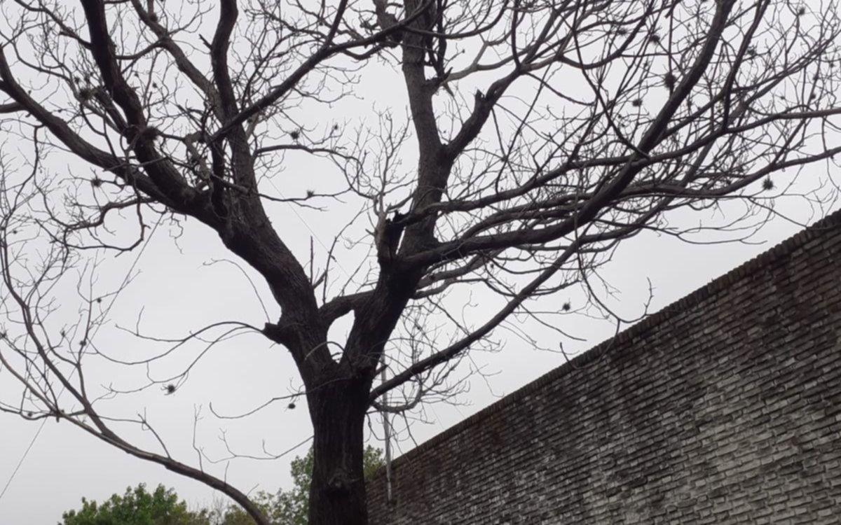 Un árbol seco genera preocupación en 64 y 21: "se caen las ramas"