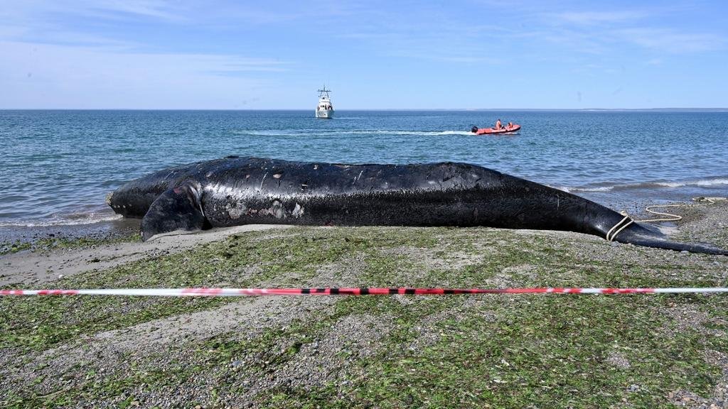 Península Valdés: hallan toxinas de “marea roja” en las ballenas muertas