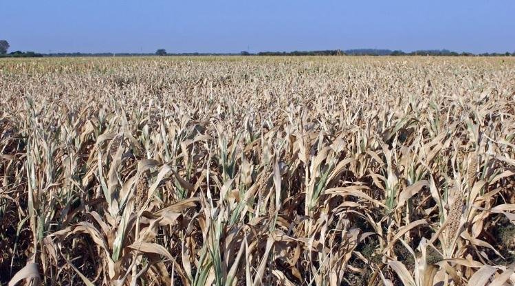 La sequía pone en jaque a productores agrarios