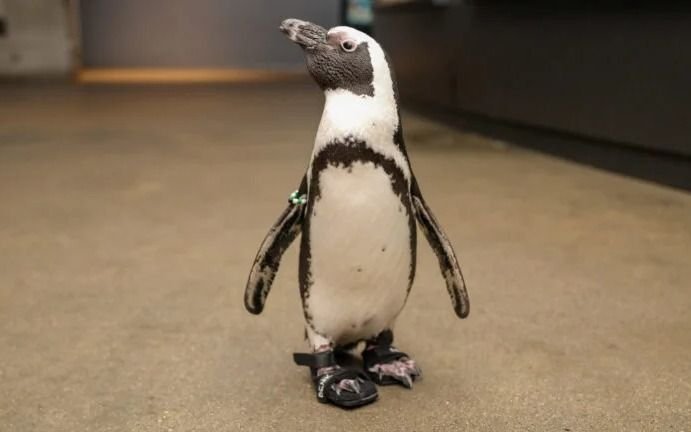 Marche calzado para el pingüino: la particular historia de "Beach Donkey" en un acuario de Inglaterra