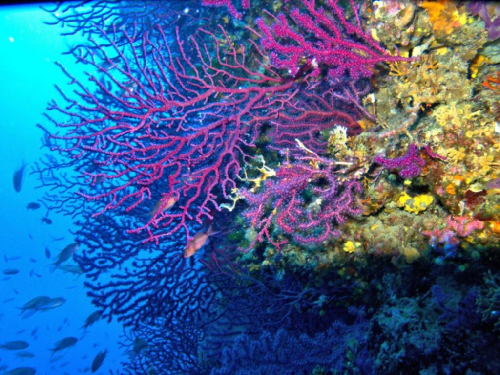 Ciencia: la mitad de los arrecifes de coral del mundo podrían quedar “intoxicados” para 2035