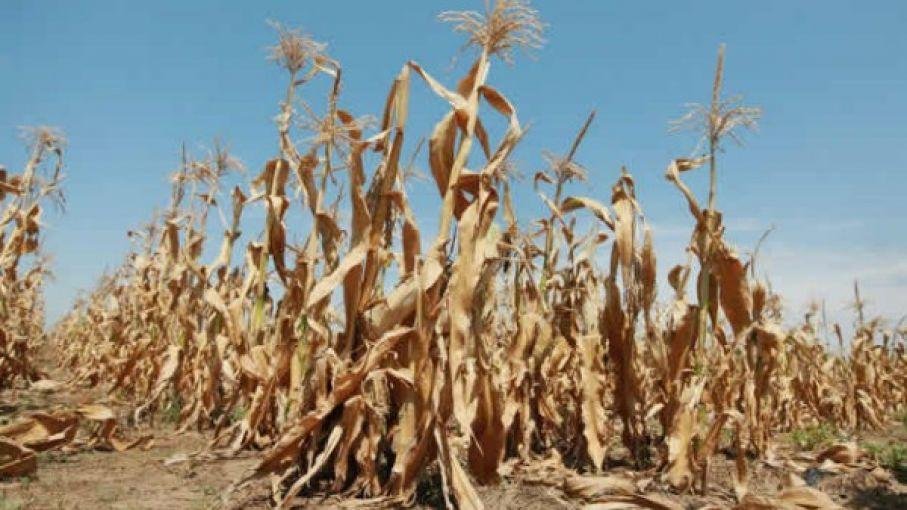 La sequía podría disparar el precio de la harina y anuncian medidas