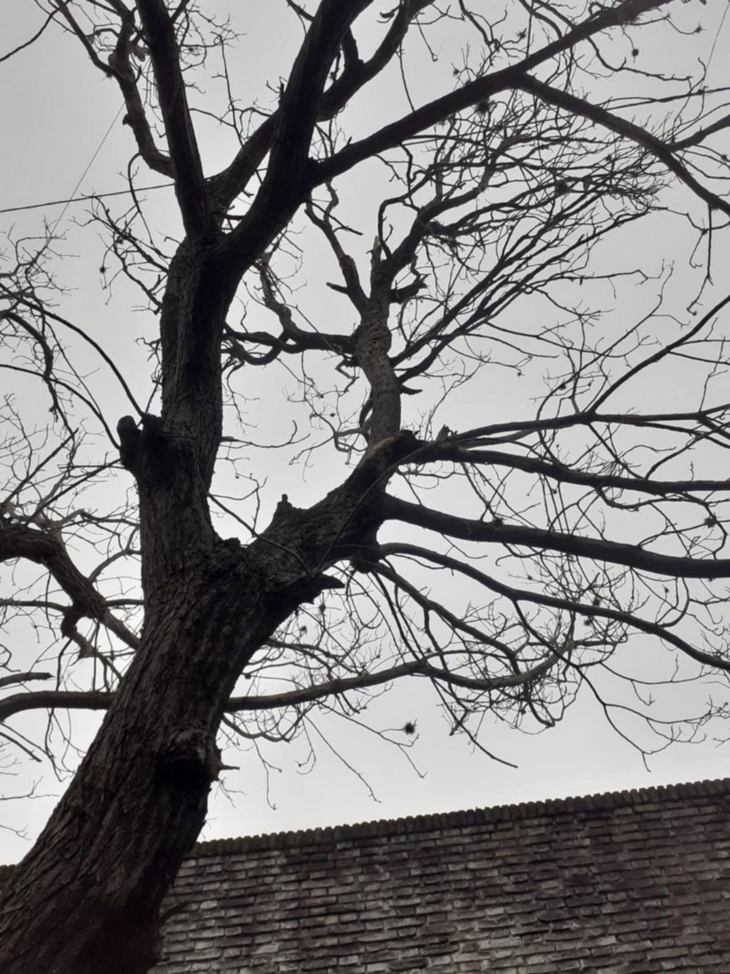 Advierten por un árbol que está seco en 64 entre 21 y 22