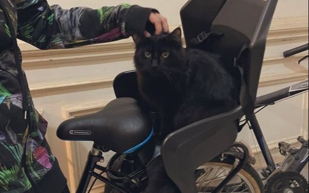 El insólito caso de Arturo, el "gato punga": lo atraparon con las patas en la masa y se hizo viral