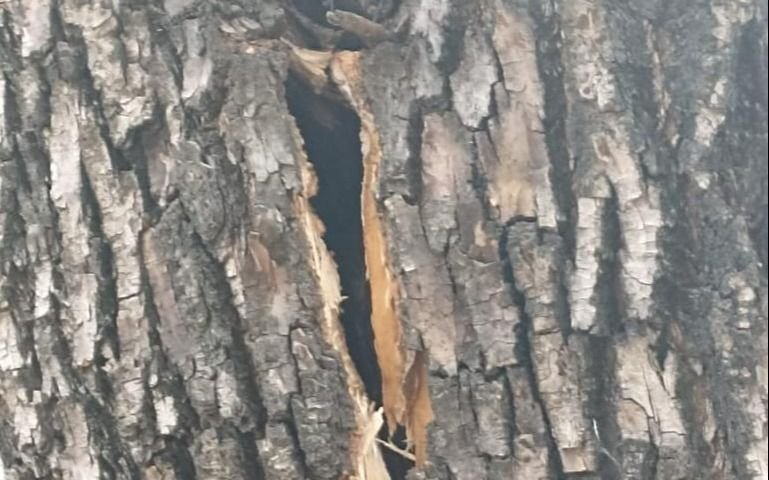 Reclaman por un árbol en mal estado hace diez años y nadie se hace cargo