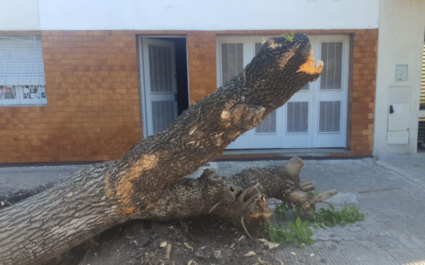 Talaron un árbol, pero se lo dejaron "tirado" en la puerta