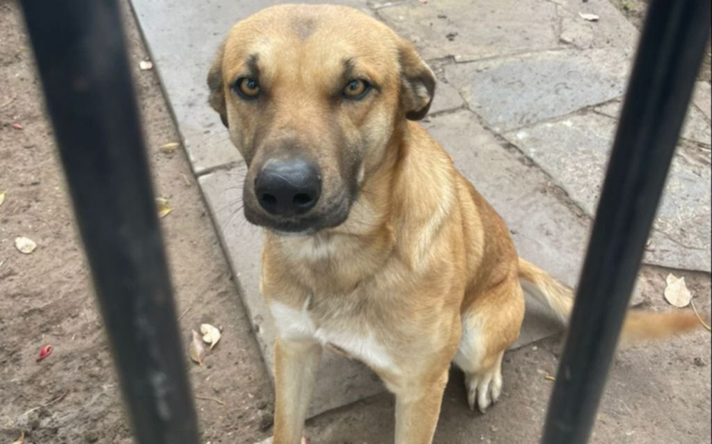 Un perrito busca hogar: le hicieron un CV para conseguirle una familia que lo pueda cuidar